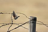 Horned Lark