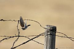 Horned Lark