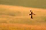 Marbled Godwit