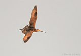 Marbled Godwit