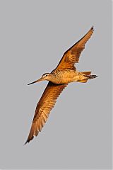 Marbled Godwit