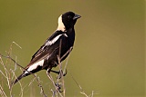 Bobolink