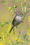 Clay-colored Sparrow