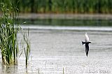 Black Tern