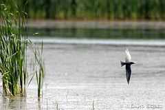 Black Tern