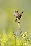 Sedge Wrenborder=