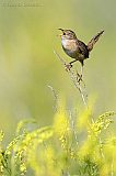 Sedge Wrenborder=