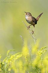 Sedge Wren