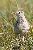 Sprague's Pipit