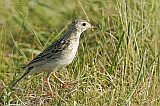 Sprague's Pipit