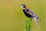 Chestnut-collared Longspur