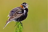 Chestnut-collared Longspur