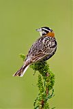 Chestnut-collared Longspur