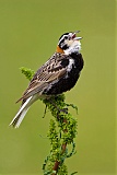 Chestnut-collared Longspur