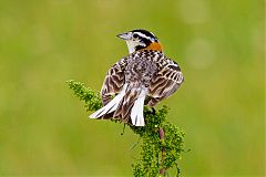 Chestnut-collared Longspur