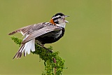 Chestnut-collared Longspur