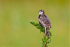 Chestnut-collared Longspur