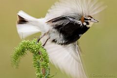 Chestnut-collared Longspur