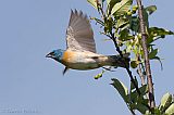 Lazuli Bunting in flight