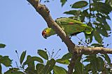 Red-lored Parrot