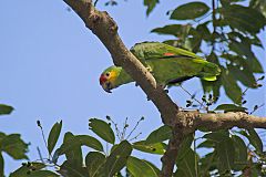 Red-lored Amazon