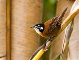 Bay Wren