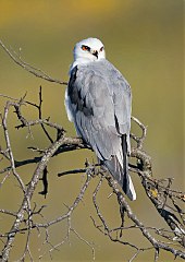 White-tailed Kite