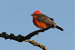 Vermilion Flycatcher