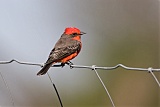 Vermilion Flycatcher