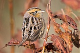 LeConte's Sparrowborder=