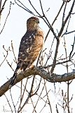 Cooper's Hawk (immature)