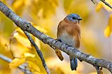 Eastern Bluebirdborder=