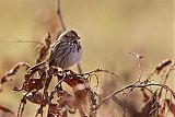 Song Sparrow