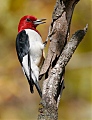 Red-headed Woodpecker