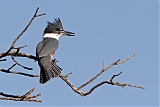 Belted Kingfisher