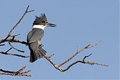 Belted Kingfisher