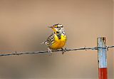 Eastern Meadowlarkborder=