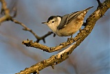 White-breasted Nuthatch