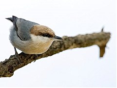 Brown-headed Nuthatch