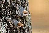 Brown-headed Nuthatches