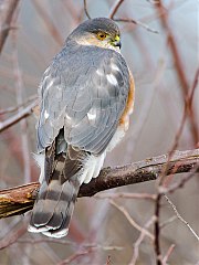 Sharp-shinned Hawk