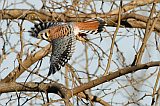 American Kestrel (male) in flight