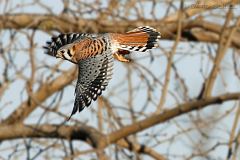 American Kestrel