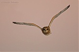 Short-eared Owl in flight