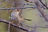 White-crowned Sparrowborder=