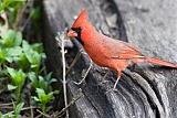 Northern Cardinalborder=