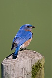 Eastern Bluebirdborder=