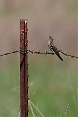 Northern Rough-winged Swallow