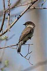 Eastern Phoebe