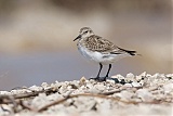 Baird's Sandpiper